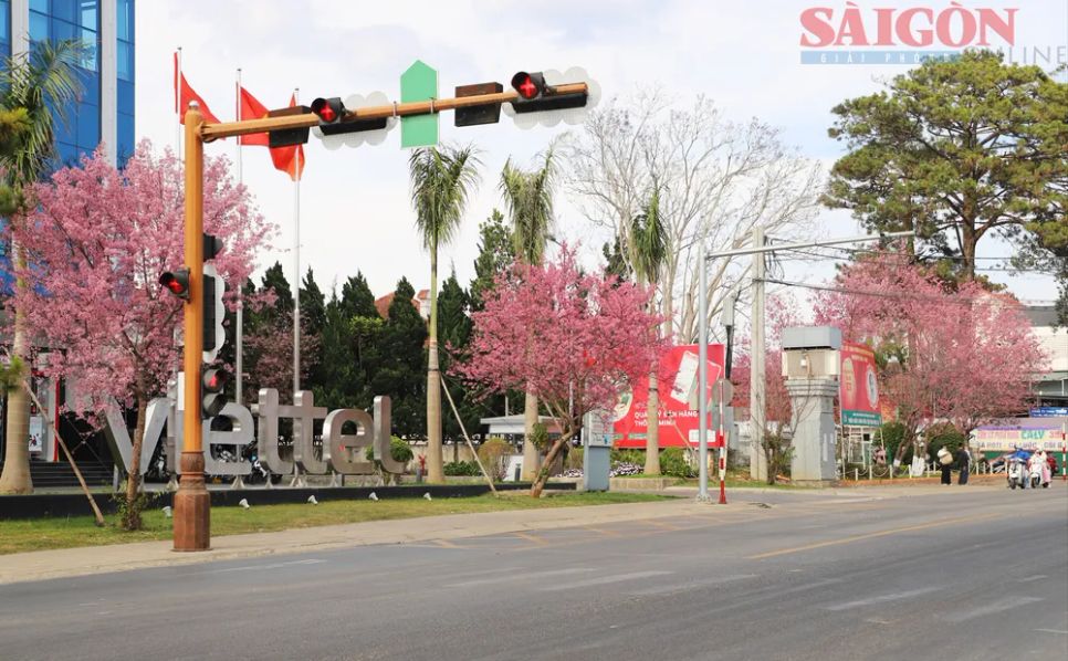 Du khách chen chân ngắm Mai anh đào Đà Lạt Du khách chen chân ngắm Mai anh đào Đà Lạt