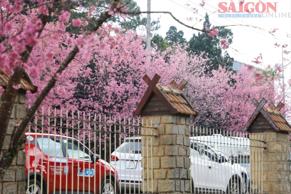 Du khách chen chân ngắm Mai anh đào Đà Lạt Du khách chen chân ngắm Mai anh đào Đà Lạt