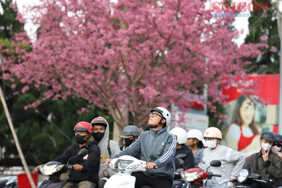 Du khách chen chân ngắm Mai anh đào Đà Lạt Du khách chen chân ngắm Mai anh đào Đà Lạt