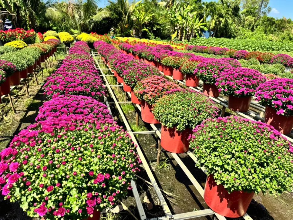 Các loại hoa cúc hà lan tím, cúc hàn quốc nhiều màu cũng đang được ưa chuộng