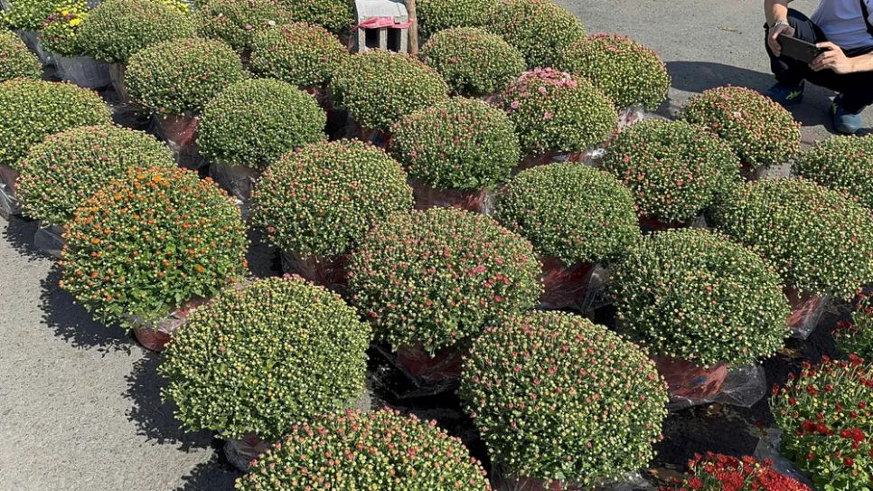 Cúc song hỷ đổi màu hồng, cam