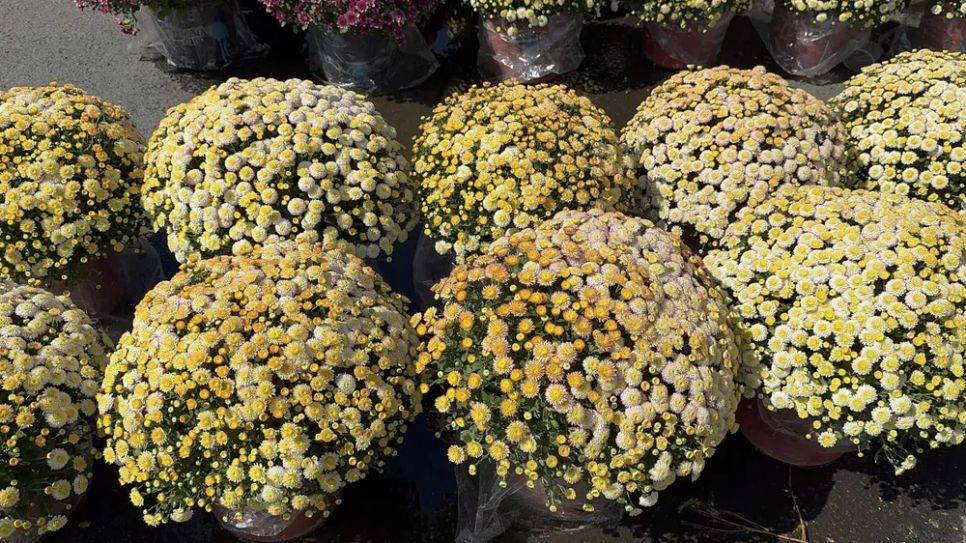 Đồng Tháp: Nhiều giống hoa lạ “cháy hàng”