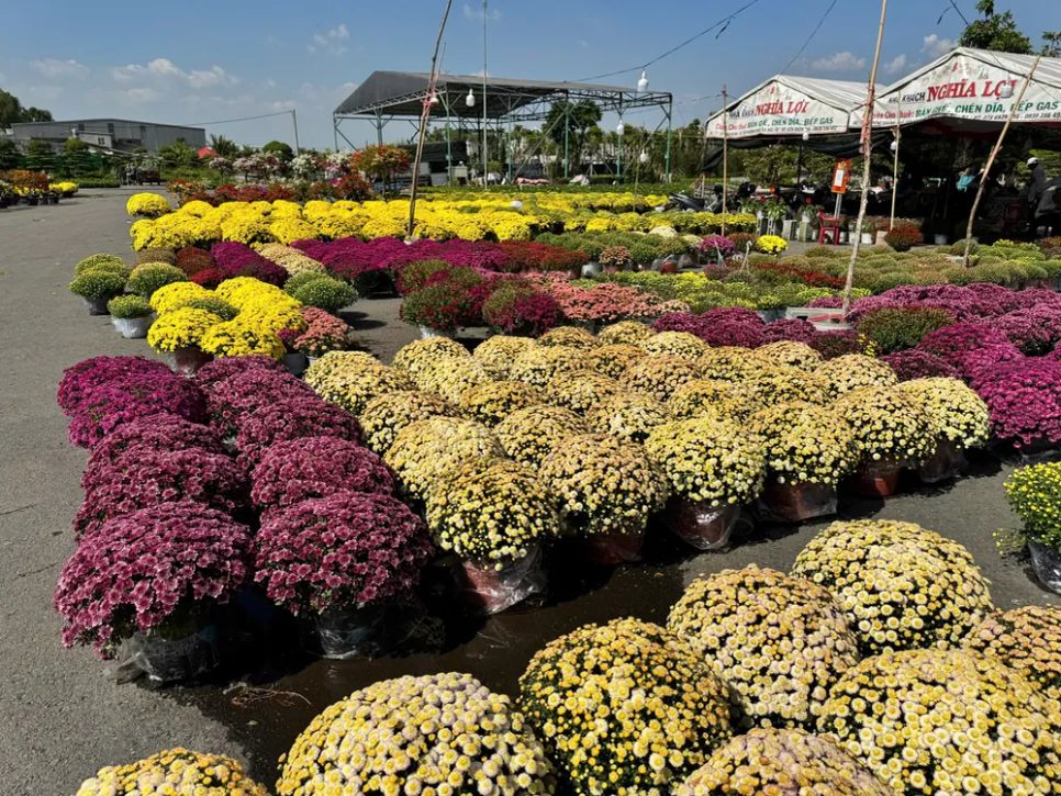 Đồng Tháp: Nhiều giống hoa lạ “cháy hàng”