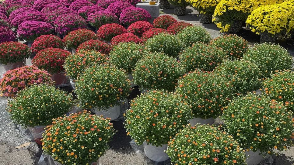 Đồng Tháp: Nhiều giống hoa lạ “cháy hàng”