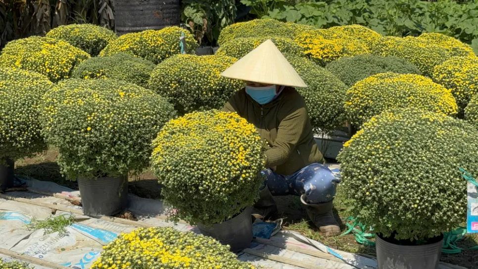 Đồng Tháp: Nhiều giống hoa lạ “cháy hàng”