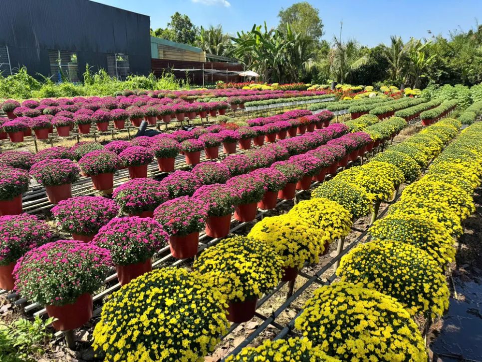 Đồng Tháp: Nhiều giống hoa lạ “cháy hàng”