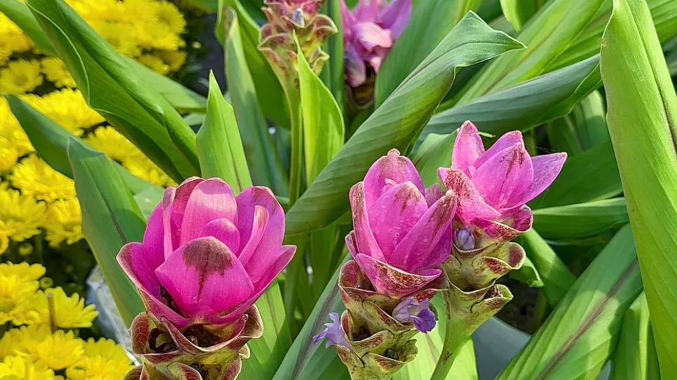 Đồng Tháp: Nhiều giống hoa lạ “cháy hàng”