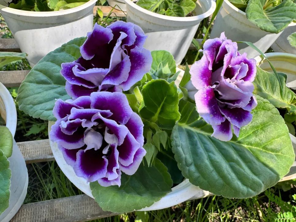 Đồng Tháp: Nhiều giống hoa lạ “cháy hàng”