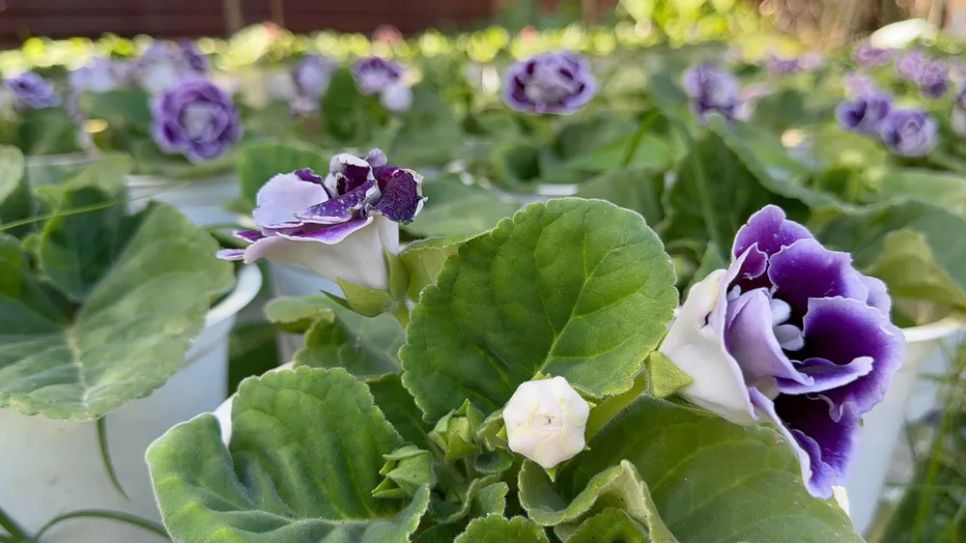 Đồng Tháp: Nhiều giống hoa lạ “cháy hàng”