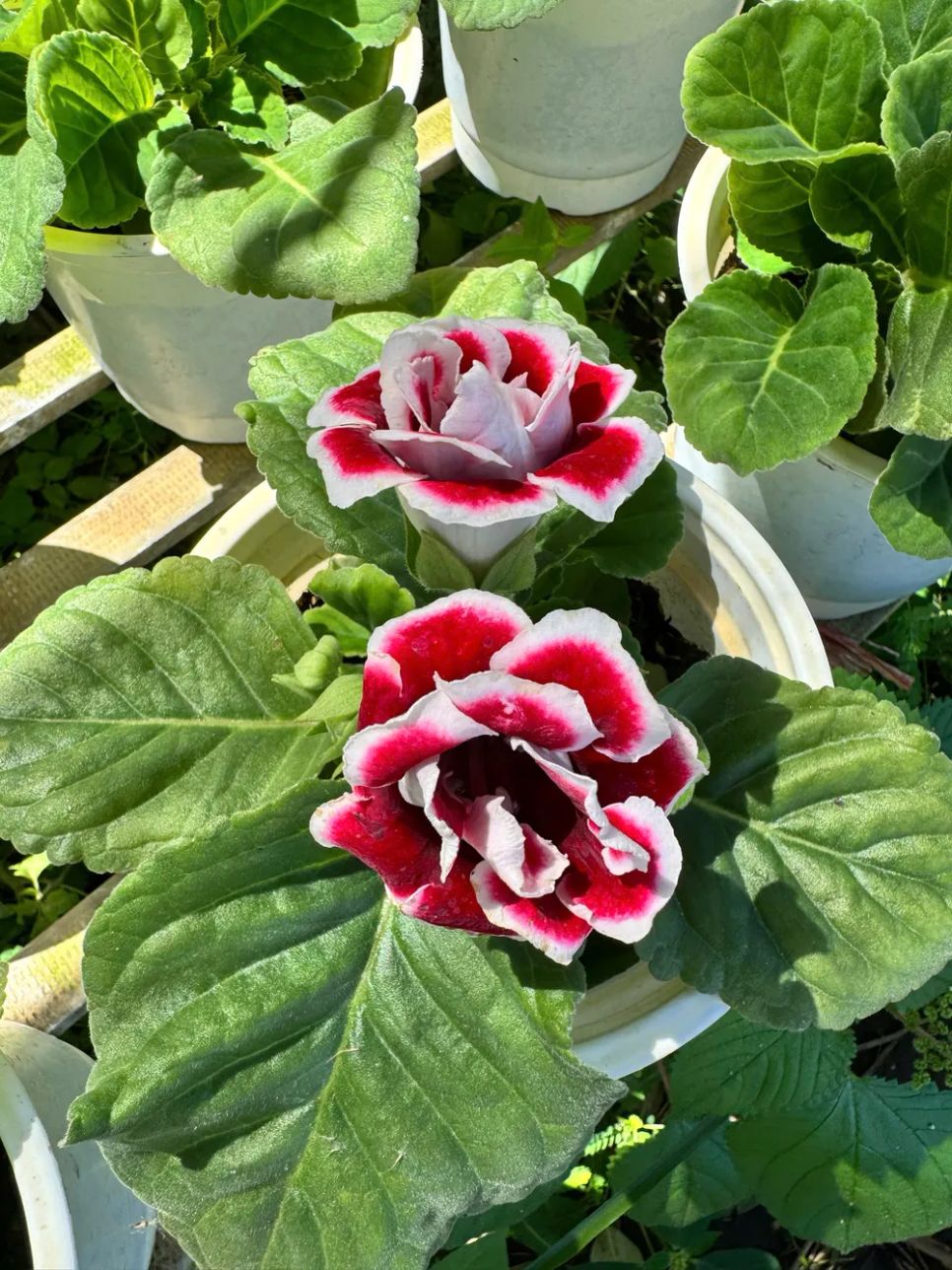 Đồng Tháp: Nhiều giống hoa lạ “cháy hàng”