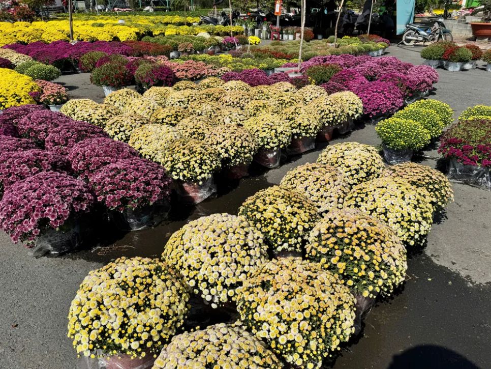 Hoa cúc song hỷ đổi màu