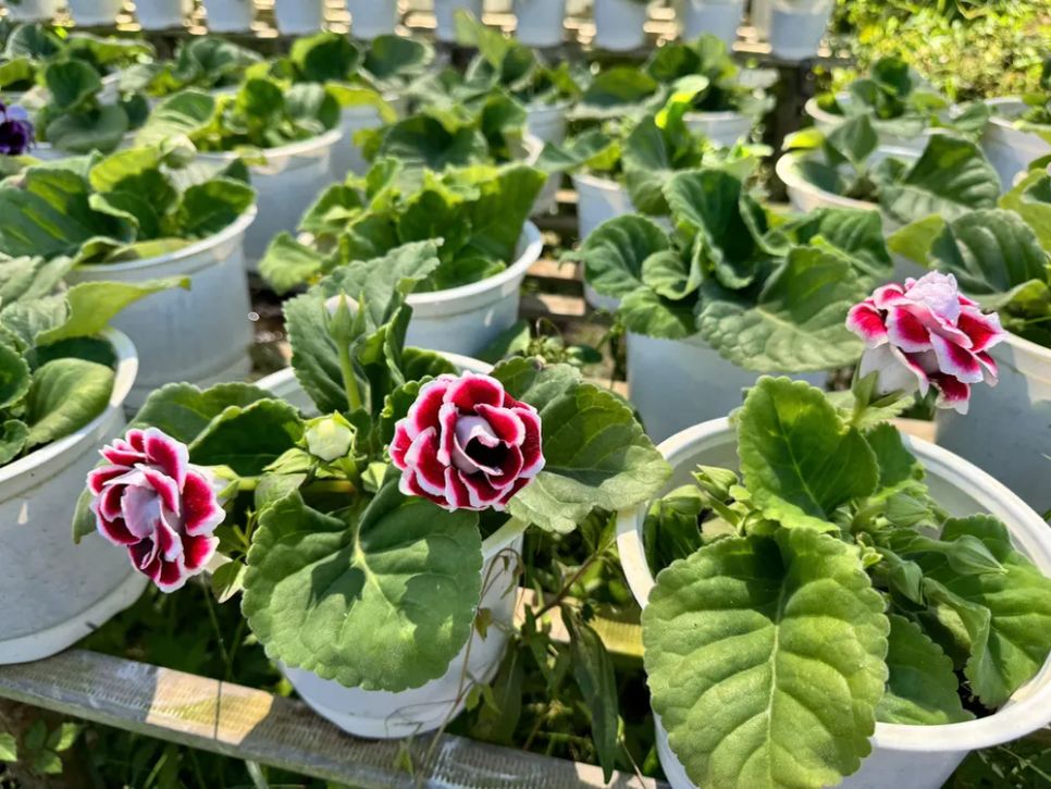 Hoa tình yêu đỏ nhung viền trắng