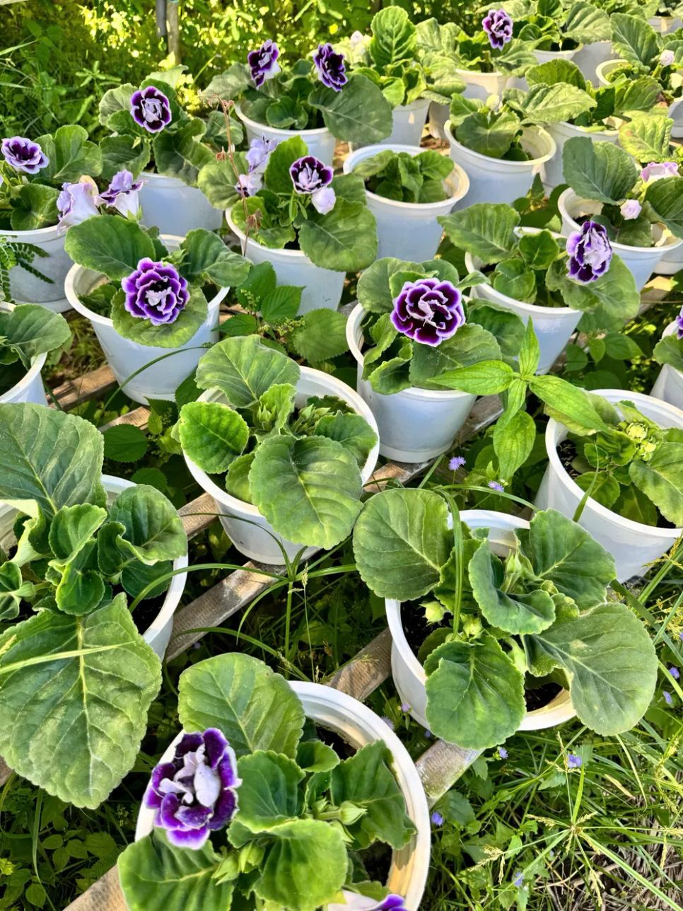 Hoa tình yêu mang ý nghĩa đem lại may mắn và sự thư thái, giảm căng thẳng