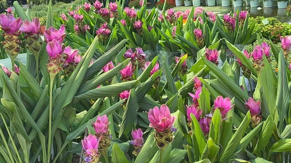 Nghệ sen, loài cây cảnh thân củ thuộc họ gừng với hoa có hình dáng giống hoa sen