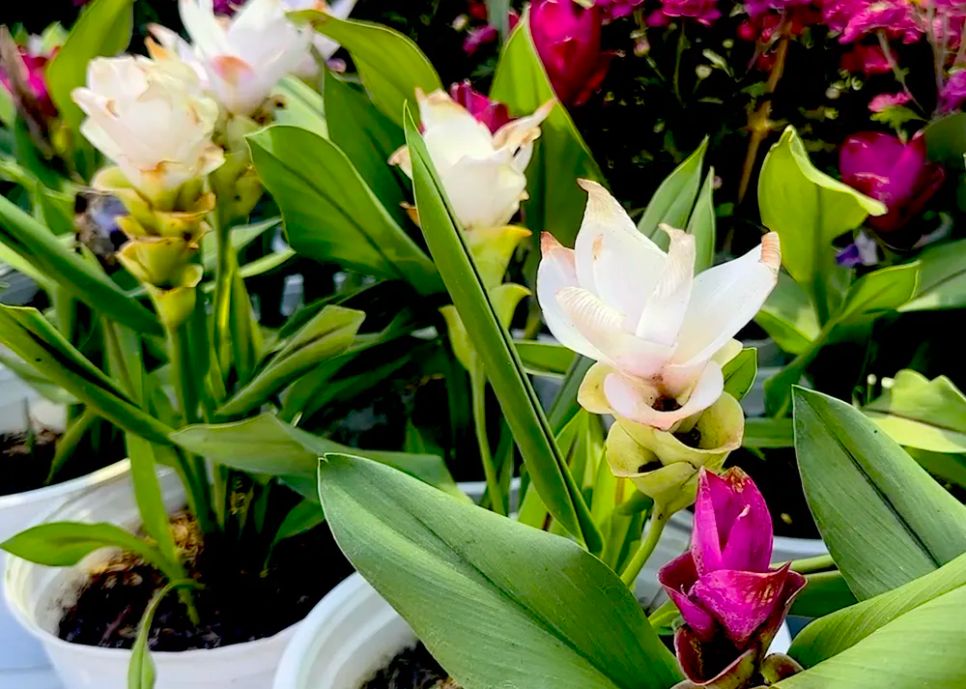 Nghệ sen trắng, hồng