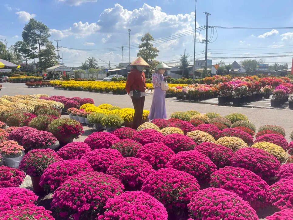 Thương lái đang thu gom cúc song hỷ