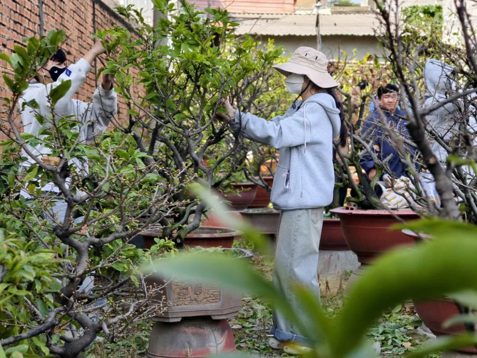 Các bạn trẻ là sinh viên các trường đại học ở TPHCM, làm thêm ngày tết bằng việc lặt lá mai Các bạn trẻ là sinh viên các trường đại học ở TPHCM, làm thêm ngày tết bằng việc lặt lá mai
