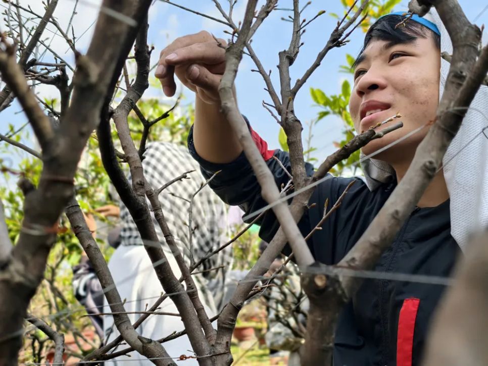 Lê Hùng Thuận, sinh viên Trường Đại học Công nghiệp TPHCM lặt lá mai kiếm tiền chi tiêu dịp tết Lê Hùng Thuận, sinh viên Trường Đại học Công nghiệp TPHCM lặt lá mai kiếm tiền chi tiêu dịp tết