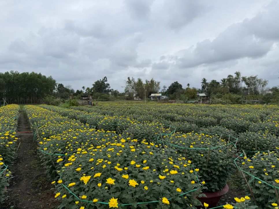 Hoa tại làng Hà Đông hầu hết đã được thương lái đến thu mua Hoa tại làng Hà Đông hầu hết đã được thương lái đến thu mua