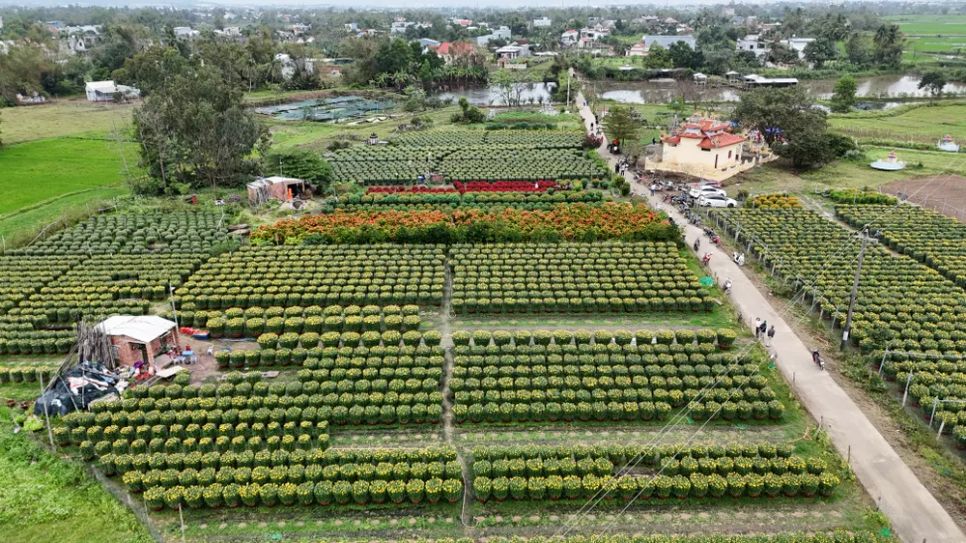 Hội hoa xuân phường Điện Bàn Bắc năm nay thu hút hơn 20 hộ kinh doanh với hơn 20.000 chậu hoa các loại Hội hoa xuân phường Điện Bàn Bắc năm nay thu hút hơn 20 hộ kinh doanh với hơn 20.000 chậu hoa các loại