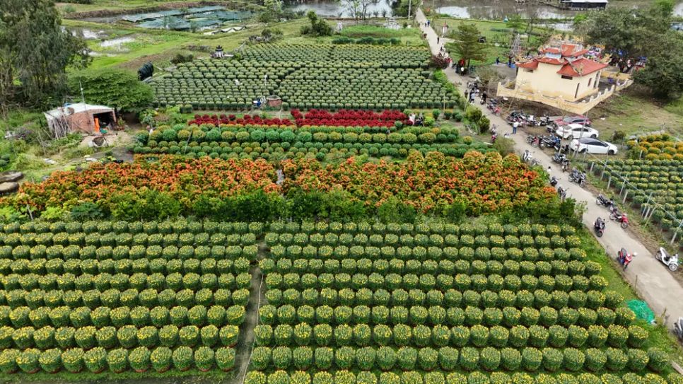 Làng hoa Hà Đông bắt đầu nở, sẵn sàng phục vụ thị trường tết. Ảnh: NGUYỄN CƯỜNG Làng hoa Hà Đông bắt đầu nở, sẵn sàng phục vụ thị trường tết. Ảnh: NGUYỄN CƯỜNG