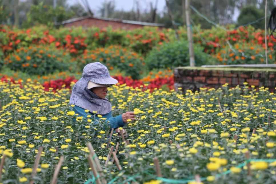 Người dân chăm sóc hoa trước khi xuất ra thị trường Người dân chăm sóc hoa trước khi xuất ra thị trường