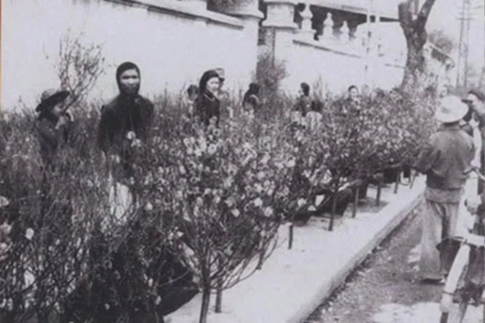 <p>Chợ hoa Tết hàng Lược được hình thành từ những năm đầu thế kỉ XX, là chợ hoa lâu đời nhất Hà Nội thể hiện đậm nét văn hóa của người Tràng An. Mỗi năm chợ chỉ họp vào một dịp duy nhất, bắt đầu từ rằm tháng Chạp đến chiều cuối cùng trong năm. Nơi đây không chỉ có kẻ mua, người bán cành đào, cây quất, mà còn là nơi lưu giữ ký ức truyền thống, cảm nhận hương vị Tết cổ truyền của người Hà Nội trong những ngày cuối năm. (Ảnh: Cảnh nhộn nhịp ở chợ hoa Hàng Lược ngày cận Tết thập niên 90 của thế kỷ trước được hai nhiếp ảnh gia Steve Raymer và Nevada Wier ghi lại)</p>