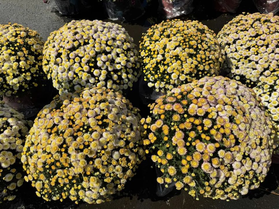 Hoa kiểng độc lạ 'cháy hàng' dịp Tết