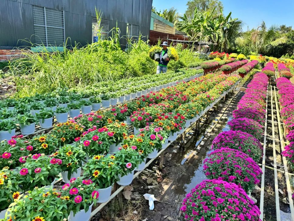 <i>Đa dạng các loài hoa phục vụ thị trường cuối năm. Ảnh: Bùi Nguyên</i>