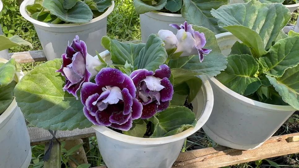 <i>Hoa tình yêu cũng chiếm sóng thị trường Tết năm nay. Ảnh: Bùi Nguyên.</i>