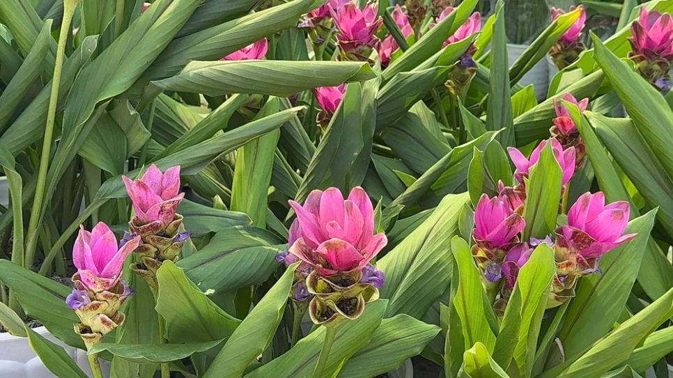 <i>Nghệ sen đang được người dân lựa chọn mua về chưng Tết. Ảnh: Bùi Nguyên</i>