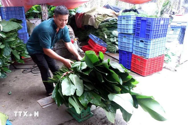Hành trình 'xuất ngoại' của lá dong Hồng Châu