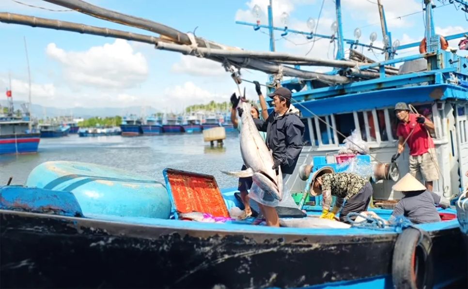 Cá ngừ đại dương được đưa về bờ, bán cho các thương lái kịp tiêu thụ trước Tết Nguyên đán. Ảnh: TUỆ LÂM