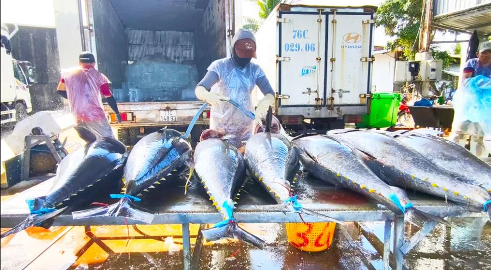 Cá ngừ đại dương được làm sạch, cấp đông chuyển đến khu nhà máy để phi lê