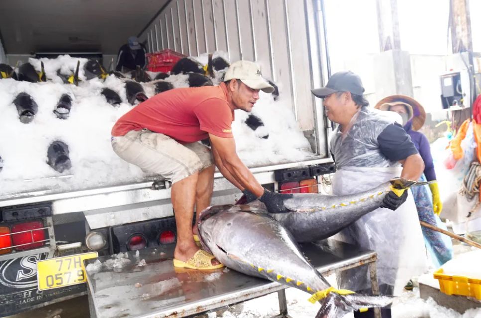 Cá ngừ sau khi thu mua từ tàu ngư dân sẽ được cấp đông, đưa đến khu chế biến trước khi xuất khẩu