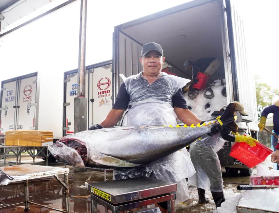 Đưa cá lên cân, chuẩn bị vận chuyển đến khu chế biến, phi lê...