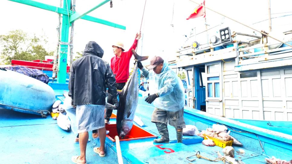 Đưa cá ngừ đại dương ra khỏi khoang tàu, bán cho các thương lái