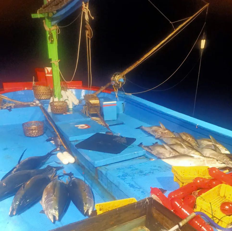 Một tàu câu cá ngừ đại dương trúng đậm mẻ cá hàng tạ chỉ trong một đêm hành nghề ngoài khơi. Ảnh: HUỲNH MỚI