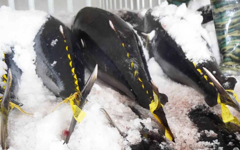 Ngư dân trúng cá ngừ đại dương những ngày giáp tết