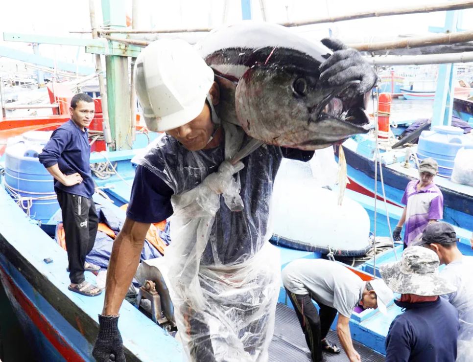 Nhiều cá ngừ có trọng lượng, kích cỡ rất lớn