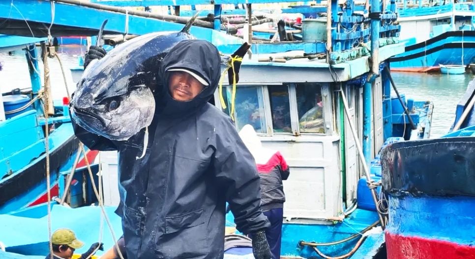 Nhiều con cá ngừ đại dương trọng lượng rất lớn, từ 50-70kg. Ảnh: TUỆ LÂM