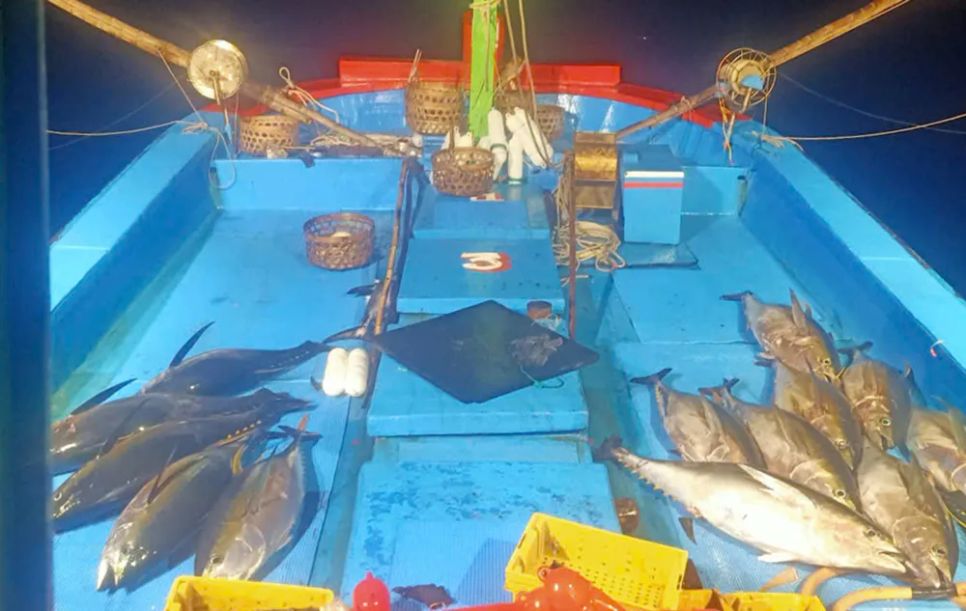 Tàu cá trúng mẻ cá ngừ trong đêm đánh bắt trên biển. Ảnh: HUỲNH MỚI