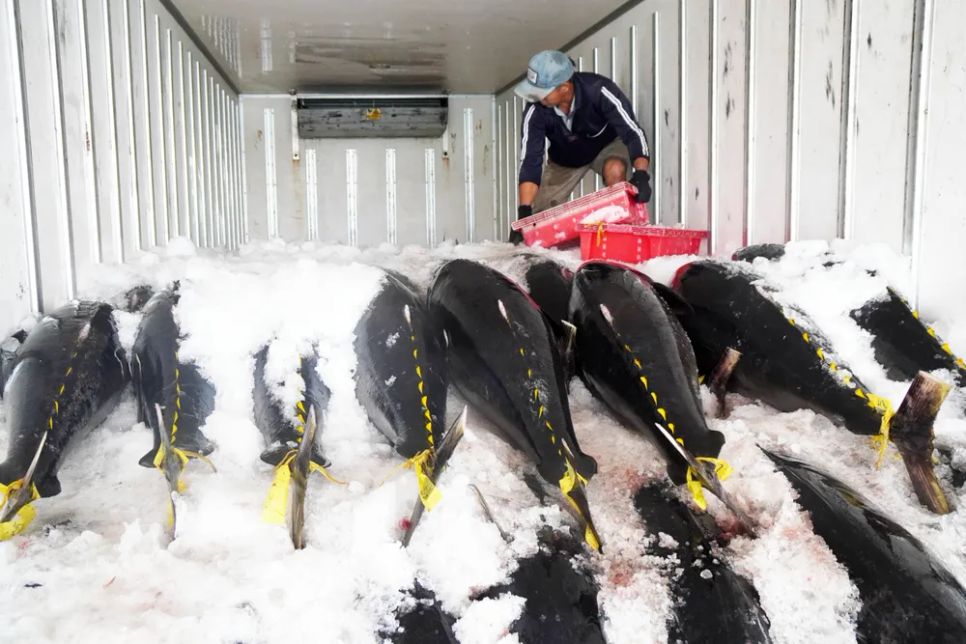 Theo các doanh nghiệp xuất khẩu thủy sản ở Hoài Nhơn, hiện thị trường xuất khẩu cá ngừ đại dương qua Mỹ đang rất ổn định, thủ tục thông thương thuận lợi