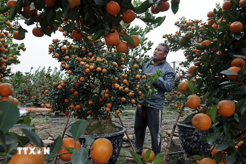 Anh Nguyễn Văn Tuyến chăm sóc cây quất cảnh. (Ảnh: Trần Việt/TTXVN)