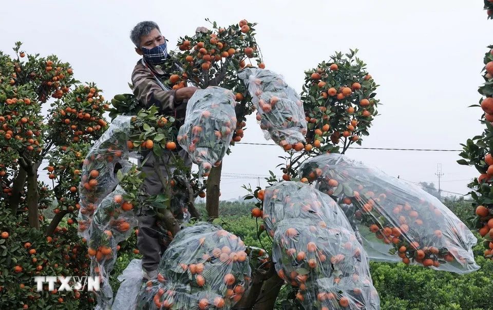 Các nhà vườn đóng gói quất cảnh để vận chuyển vào phía Nam. (Ảnh: Trần Việt/TTXVN)
