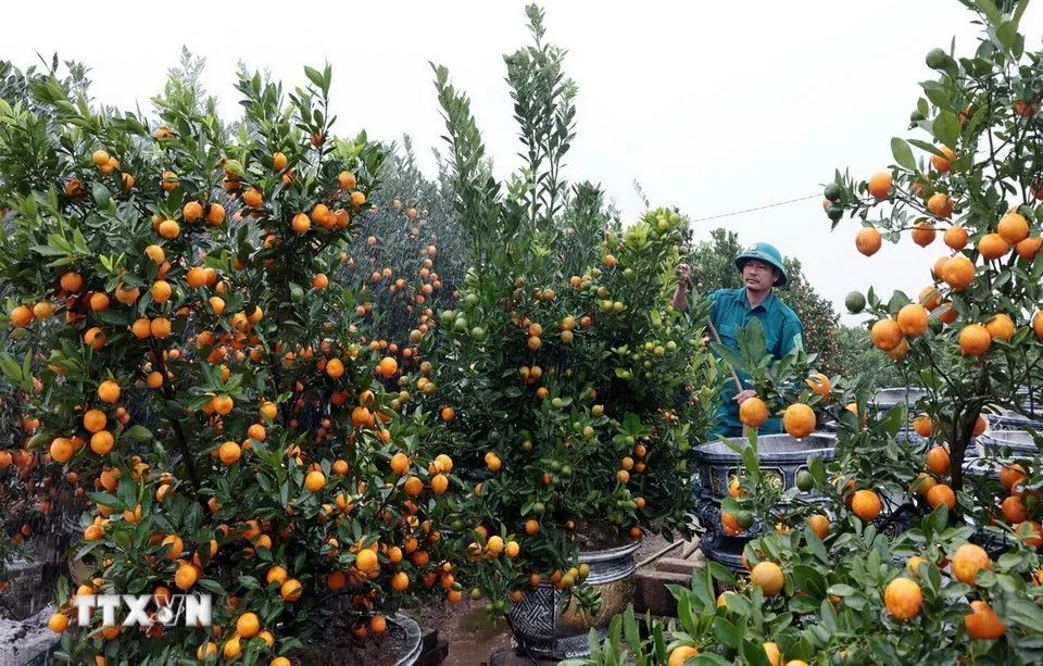 Chăm sóc quất cảnh ở làng nghề cây cảnh Thắng Lợi, xã Mễ Sở, Hưng Yên. (Ảnh: Trần Việt/TTXVN)