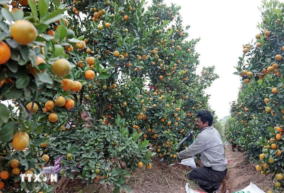 Chuẩn bị quất cảnh vận chuyển đi các tỉnh xa. (Ảnh: Trần Việt/TTXVN)