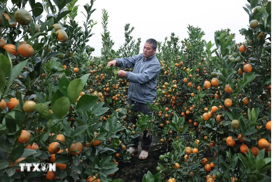 Gia đình anh Nguyễn Văn Tuyến có 1.200 cây quất cảnh, ước tính vụ Tết năm 2026 thu gần 1 tỷ đồng. (Ảnh: Trần Việt/TTXVN)