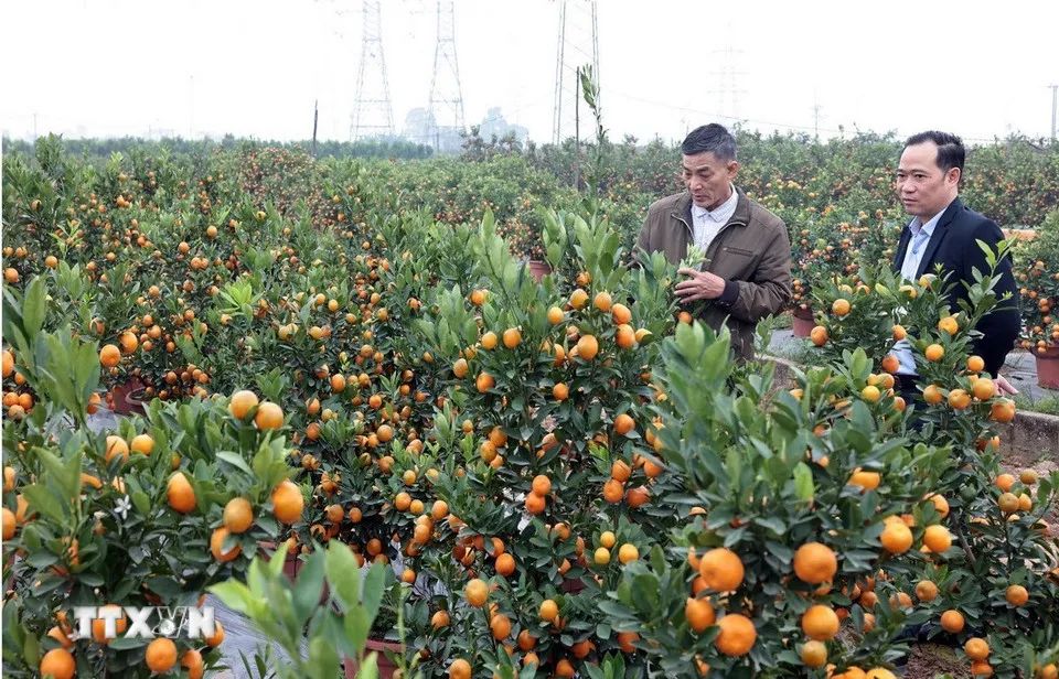 Gia đình ông Nguyễn Văn Đễ thôn Xóm Trong, xã Mễ Sở chăm sóc vườn quất cảnh. (Ảnh: Trần Việt/TTXVN)