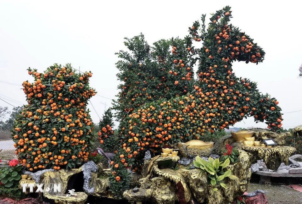 Quất được các nghệ nhân làng nghề Thắng Lợi, Mễ Sở tạo hình “mã đáo” mừng năm mới Bính Ngọ. (Ảnh: Trần Việt/TTXVN)